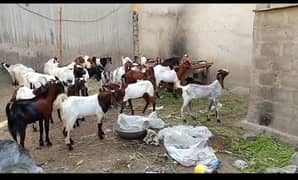 qurbani bakra for sale