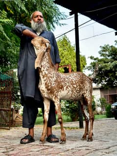 bakra