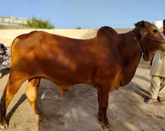 bilkul tandrust 2 dant wala cuw dasi bail 03407391325