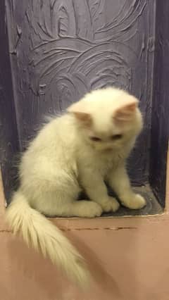 Persian kitten