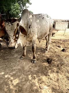 qurbani