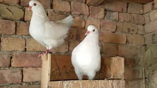 king pigeon breeder pairs