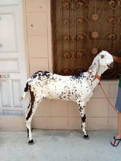 bakray for qurbani