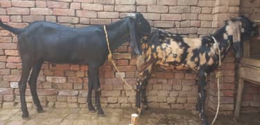 2 Qurbani waly bakry Lilliani, Kotmomin