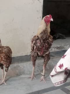Aseel pair