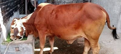 Sahiwal Cow | Qurbani Bull | cow | Bachri |Buffalo | Gay |cow for sale