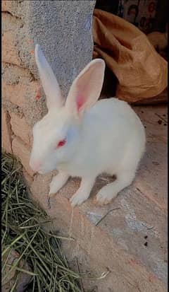 Red eye rabbits