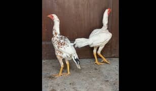 Heera Aseel Pair