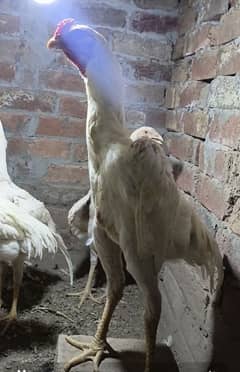Aseel Shamo Male For Sale