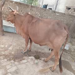 Coy for sale