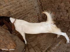 بڈی، پٹری buddy