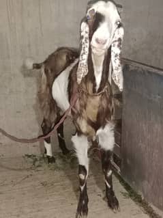 Bakray For Qurbani Organic Food