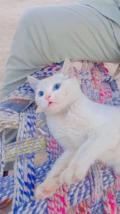 cat for sale