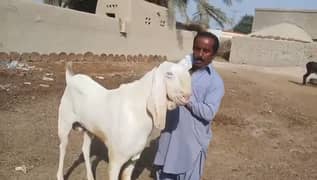 gulabi Bakra qurbani ke liye for sale Call me 03433066498
