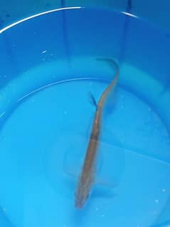 I am selling fish .