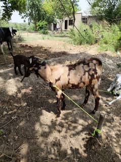 breader bakra