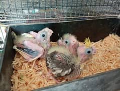 cocktail chick's