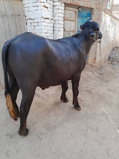 Qurbani