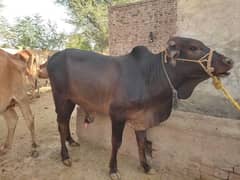 Bull for sale 2 Adad 03146705294