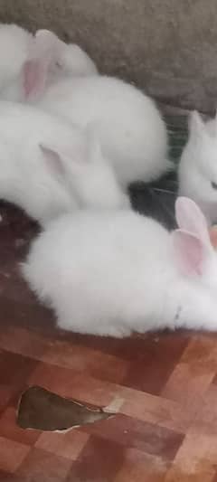 rabit babies