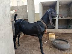 Beetal goat white eye ando