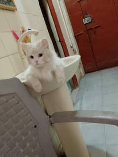 Turkish Angora Persian cat for sell