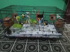 For sell with pinjra