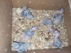 green ringneck chicks