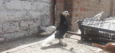 Black Sherazi Female