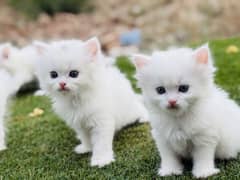 Persian