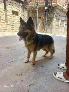 german shepherd long coat for sale