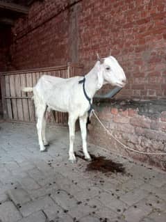 bakri for sale