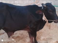 QURBANI bail, healthy and beautiful Ma sha Allah