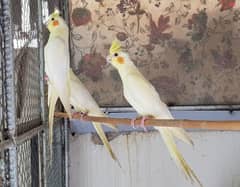 common white , gray  and Eno v pied cockatieles for sale