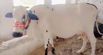18 kg doodh/Frizan cow/jearsy/American/gaee/گائے