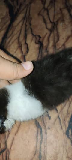 persian cats