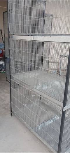 birds
