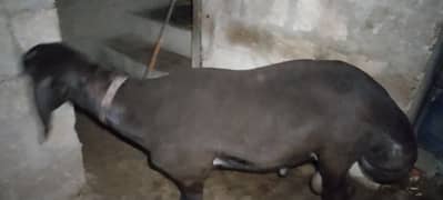 banaras