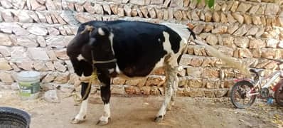 cow for selling
