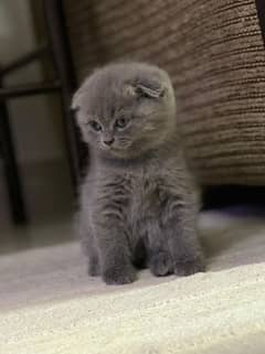 Scottish fold and British shorthair kittens and adult available