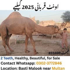 Camel |Qurbani k janwar | اونٹ | Camel For Sale | Qurbani For Sale