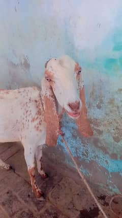 bakri
