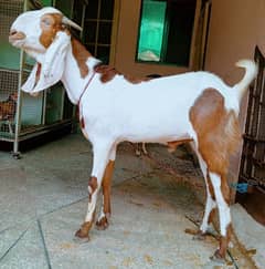 ablak Bakra 2dant 03498200770