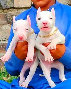 Pure