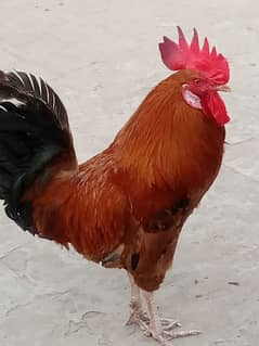 Murgha dasi
