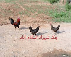 egg Laying Desi Hens urgent Sale