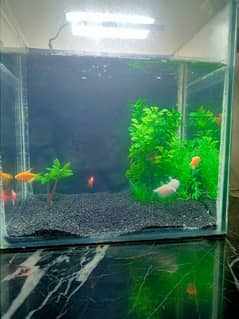AQUARIUM