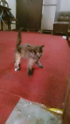 1 female cat and 3 kittens