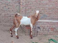 قربانی کیلئے بکرا برائے فروخت