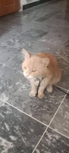 for home good cate and we'll manner